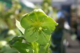 Image of Corsican hellebore