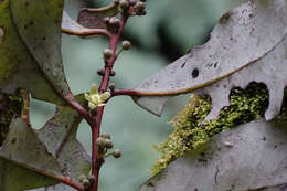 Pseudowintera colorata (Raoul) Dandy resmi