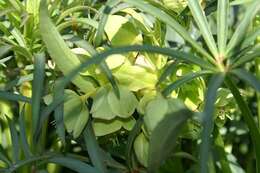 Image of Stinking Hellebore