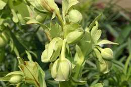 Image of Stinking Hellebore