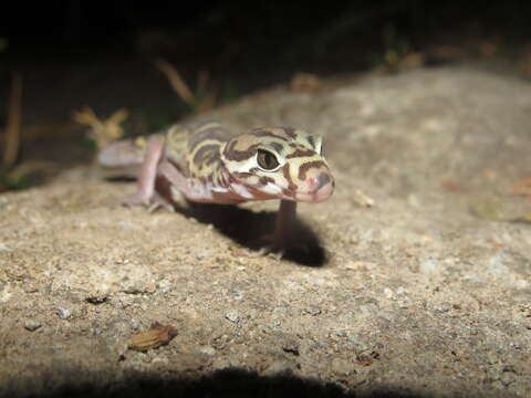 Image of Central American Banded Gecko