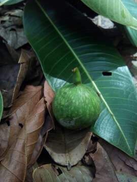 Image of Wild Fig