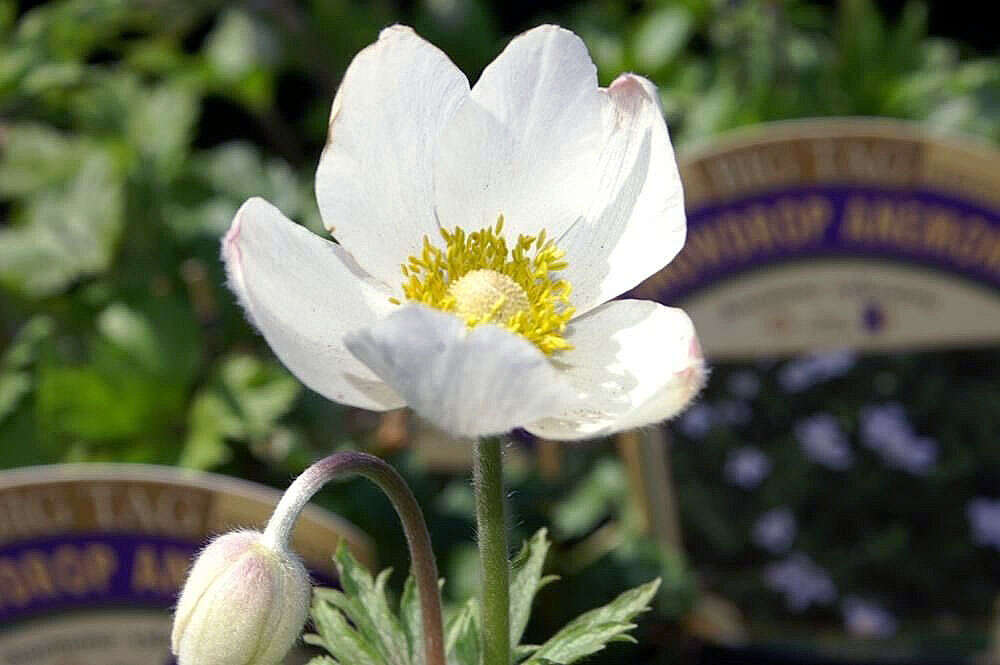 Image of Snowdrop Anemone