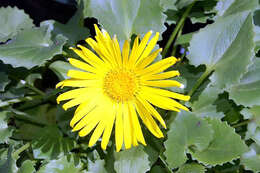 Imagem de Doronicum orientale Hoffm.