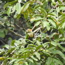 Image of White-breasted Parakeet