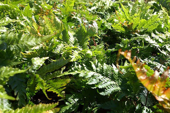 Image of Autumn fern