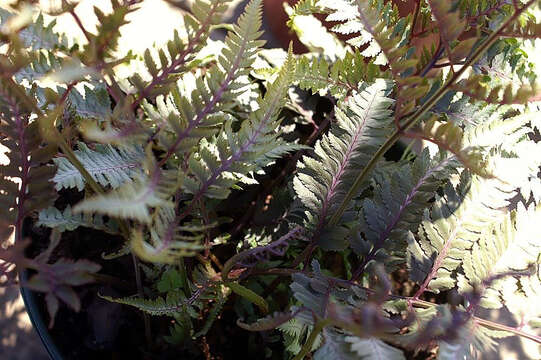 Image of Oriental ladyfern