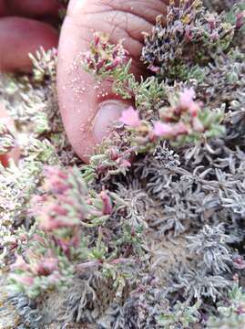 Image of Frankenia ericifolia Chr. Sm.