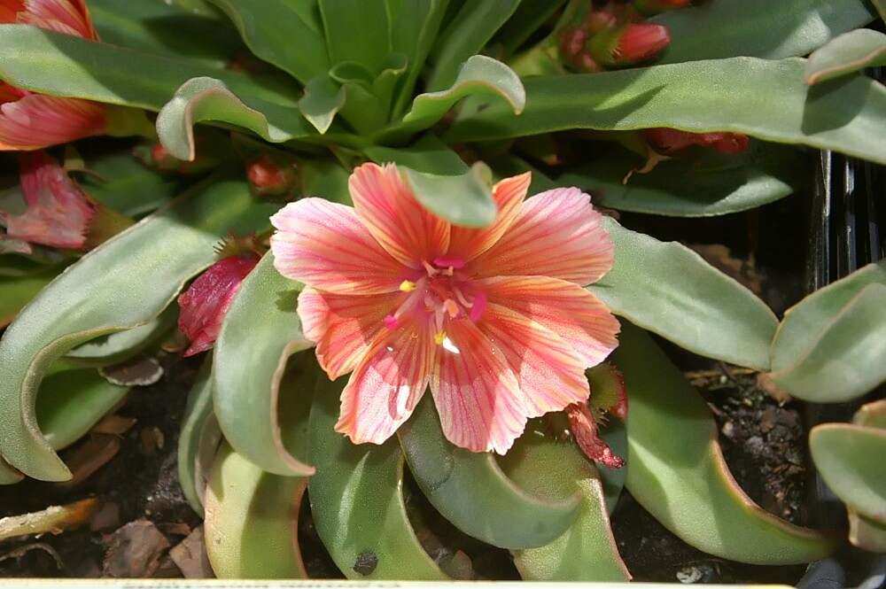 Image of Truckee lewisia