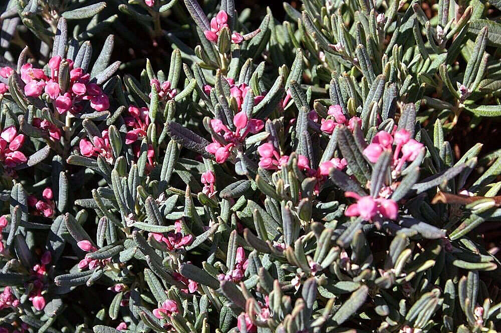 Image of bog rosemary