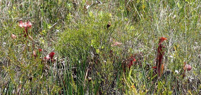 Image of hybrid pitcherplant