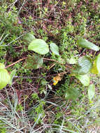 Image of manyflower geranium