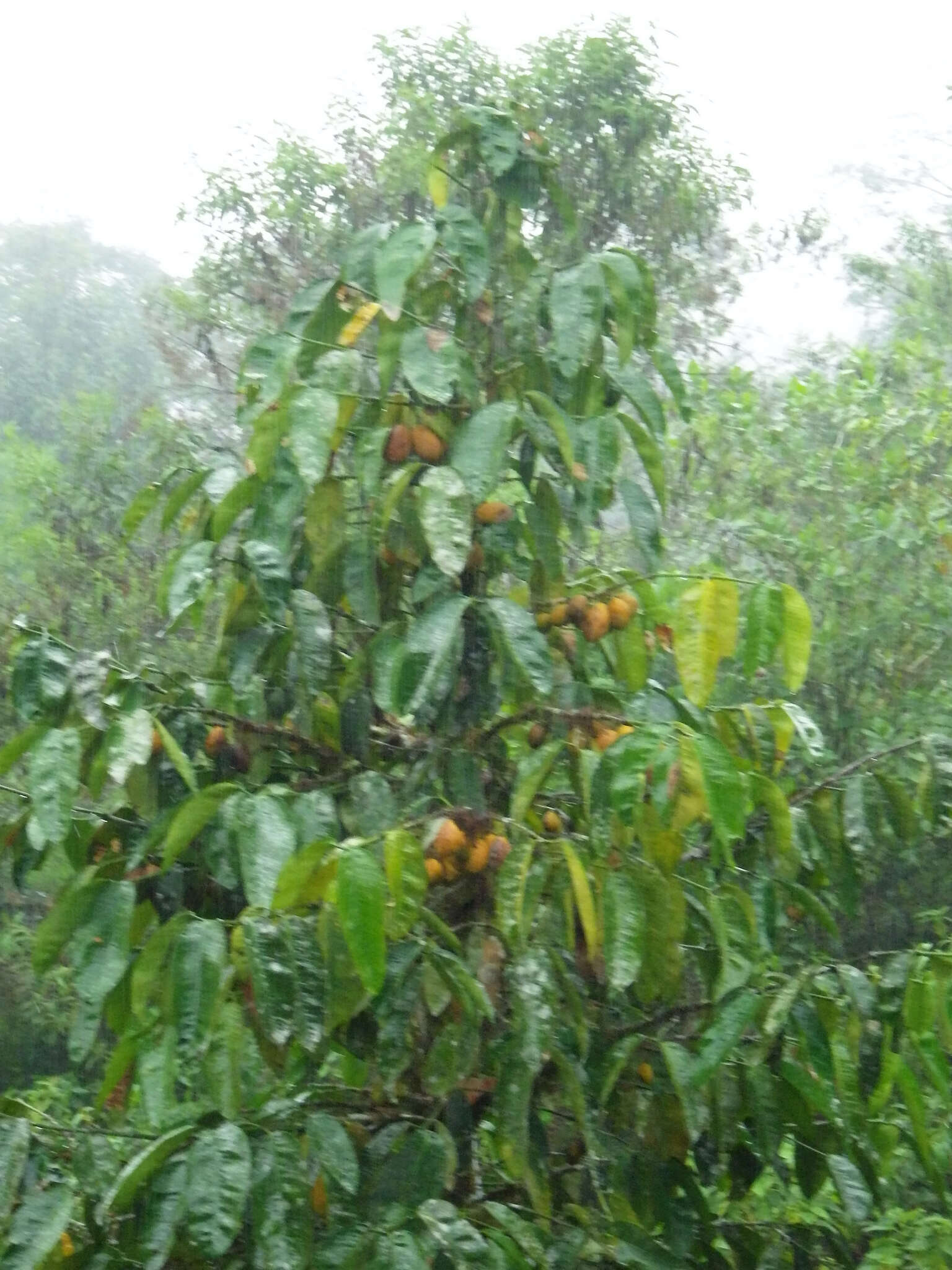 Image of Lemon Drop Mangosteen