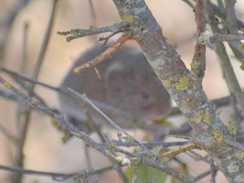 Image of Amargosa Vole