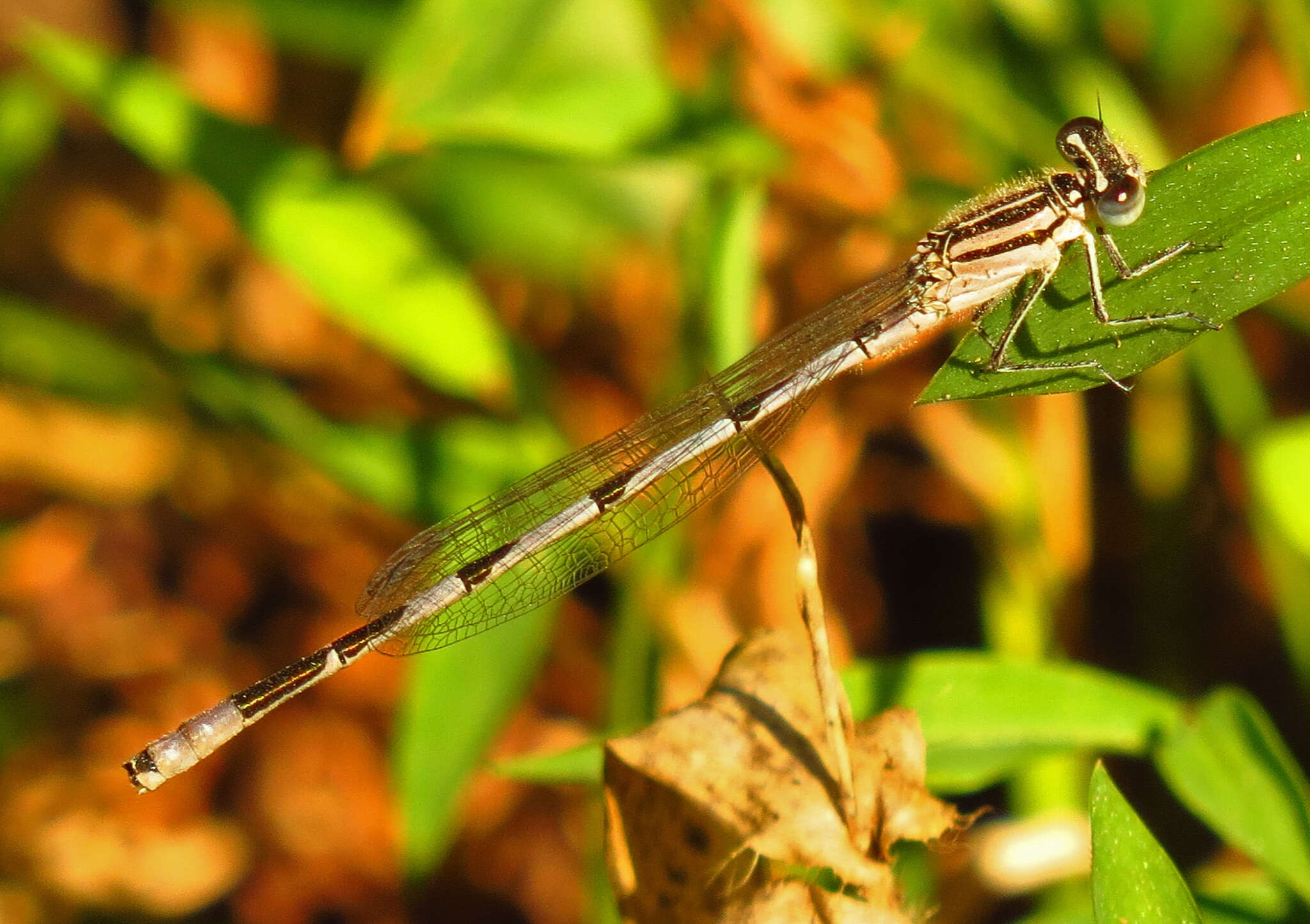 Image of Big Bluet