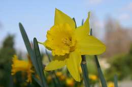 Narcissus cyclamineus DC. resmi