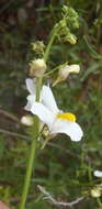 صورة Nemesia fruticans (Thunb.) Benth.