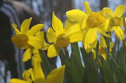 Narcissus cyclamineus DC. resmi