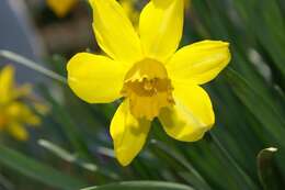 Narcissus cyclamineus DC. resmi