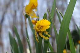 Narcissus cyclamineus DC. resmi