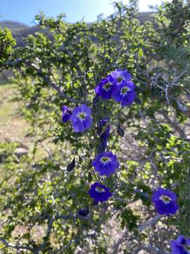 Image of Blue Nasturtium