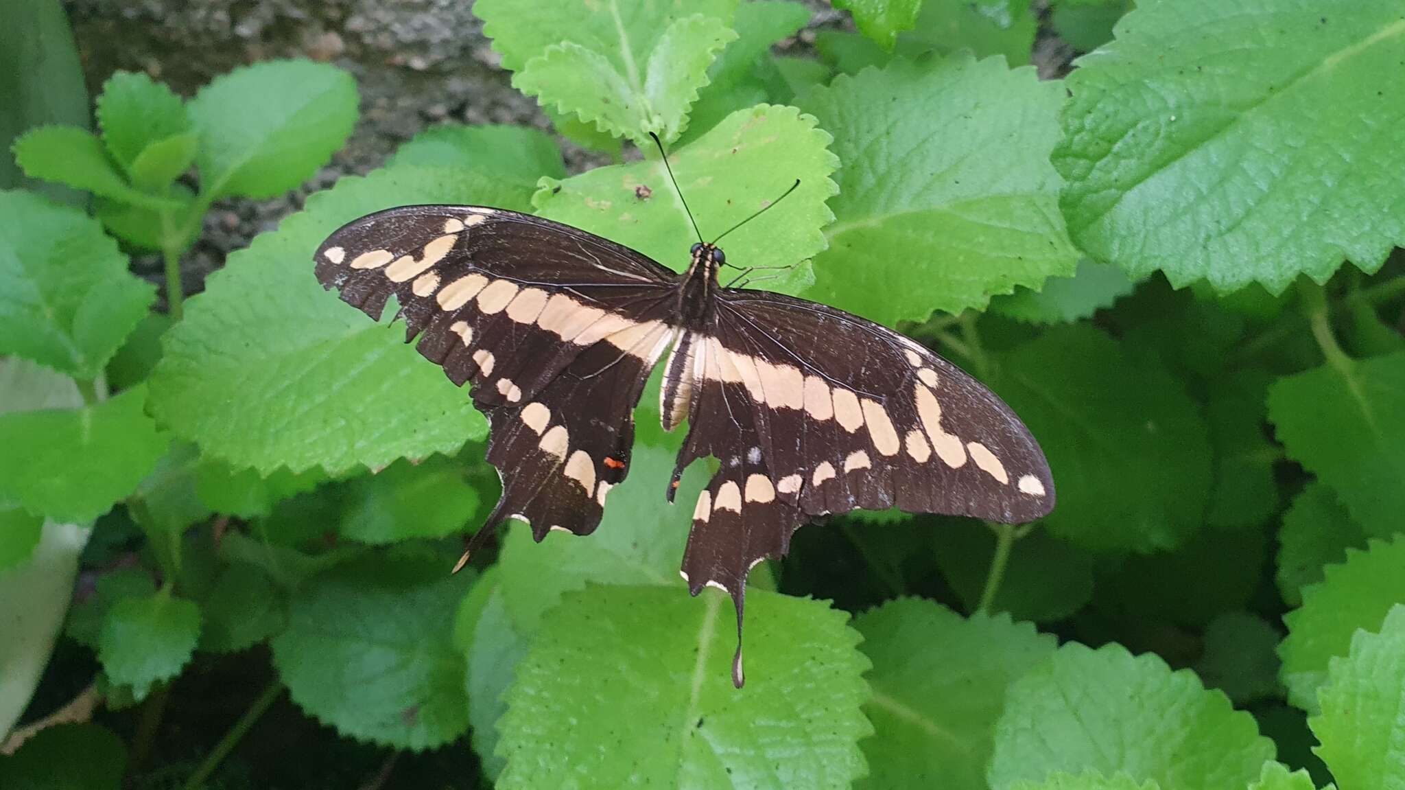 Image of Papilio homothoas Rothschild & Jordan 1906