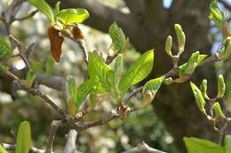 Image of Lily Tree