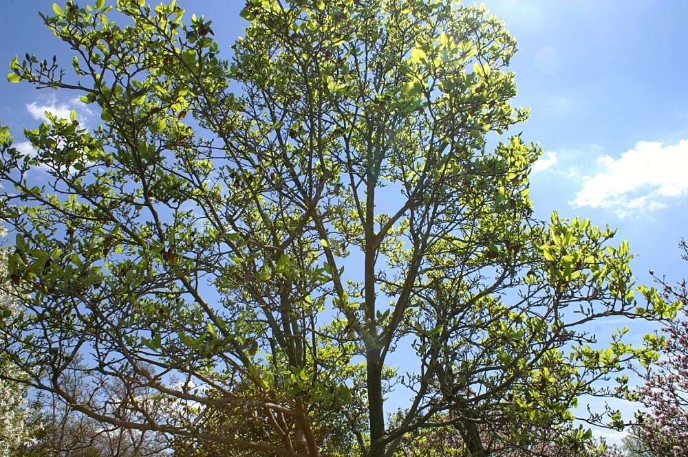 Image of Lily Tree