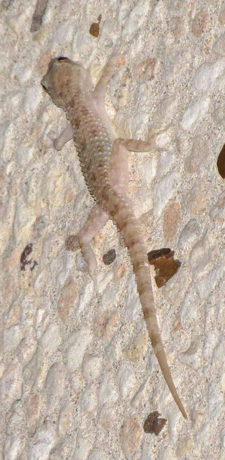 Image of Keeled Gecko