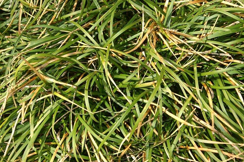 Image of Mondo Grass