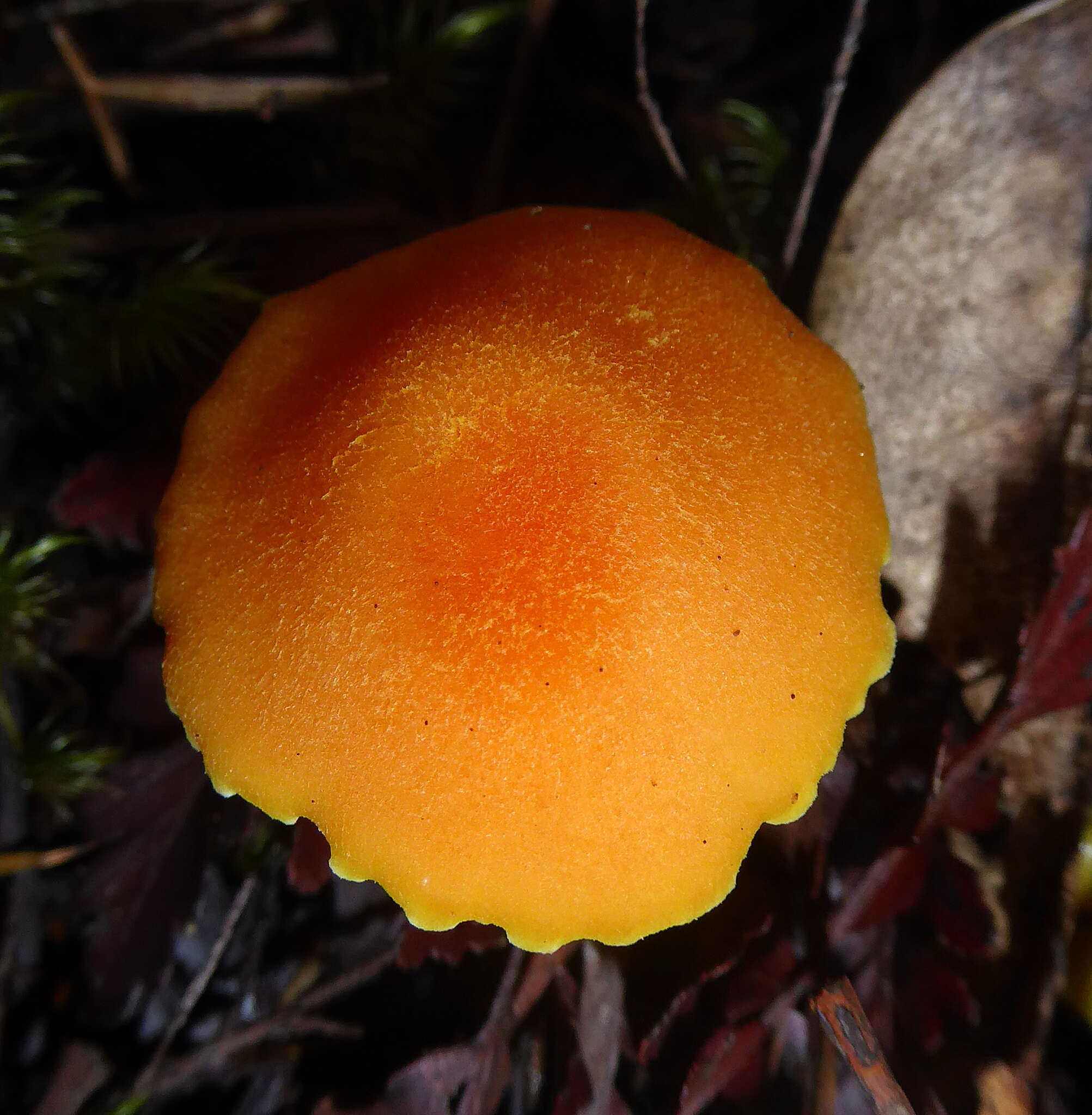 Image de Hygrocybe elegans E. Horak 1973