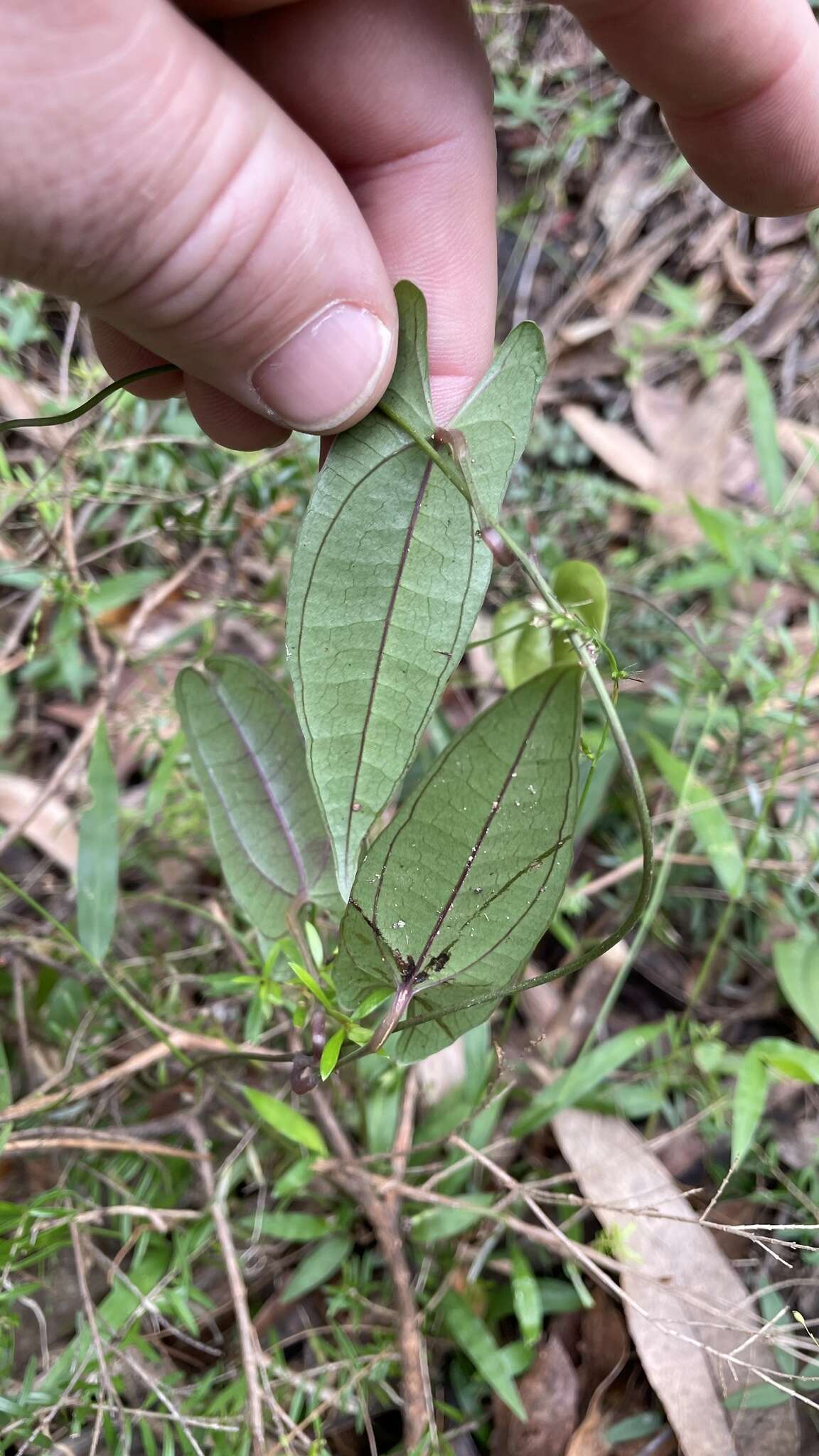 Dioscorea transversa R. Br. resmi