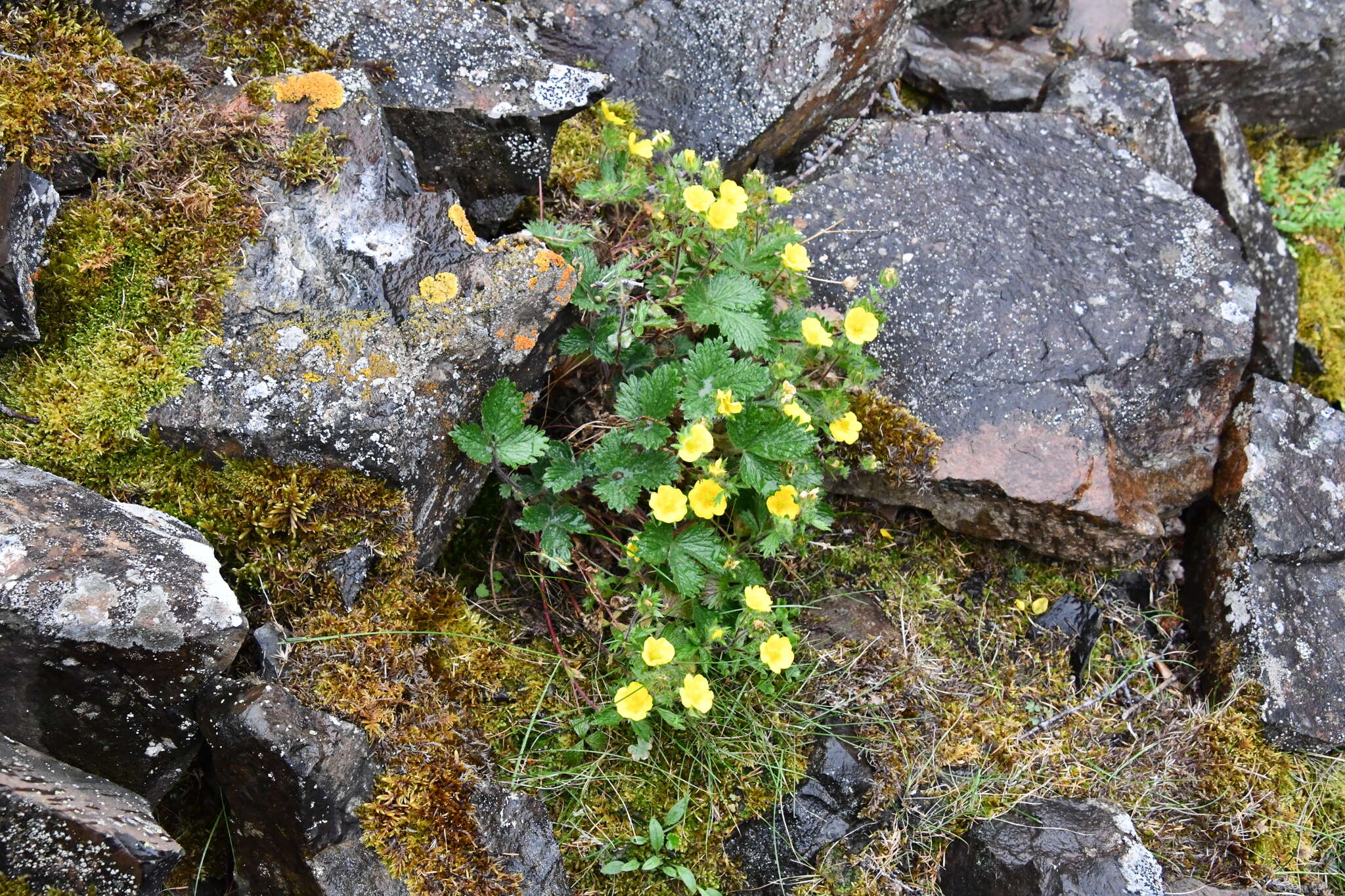 Image de Potentilla asperrima Turcz.