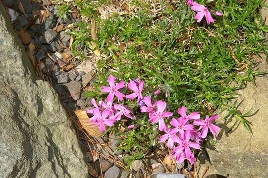 Image of moss phlox