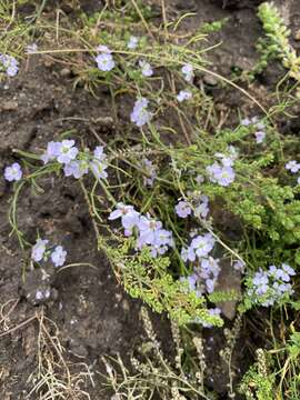 Dontostemon integrifolius (L.) Ledeb.的圖片