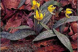 Imagem de Erythronium americanum Ker Gawl.