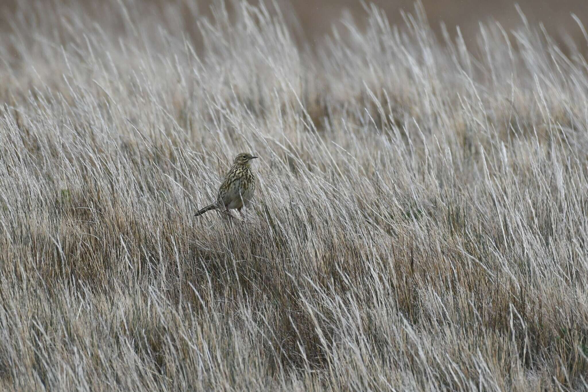 Image of South Georgia Pipit