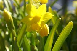 Narcissus cyclamineus DC. resmi