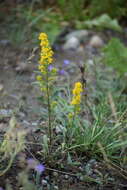 Image of Mt. Albert goldenrod