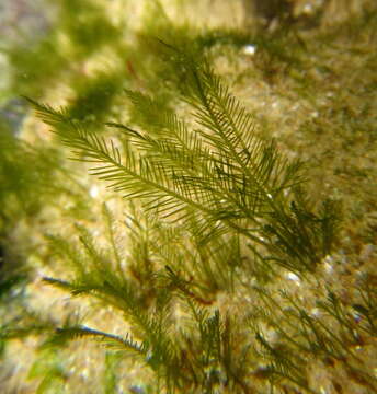 Image of Bryopsis plumosa