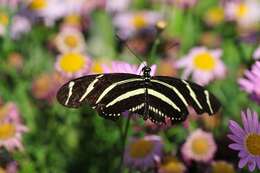 Image of Zebra Longwing