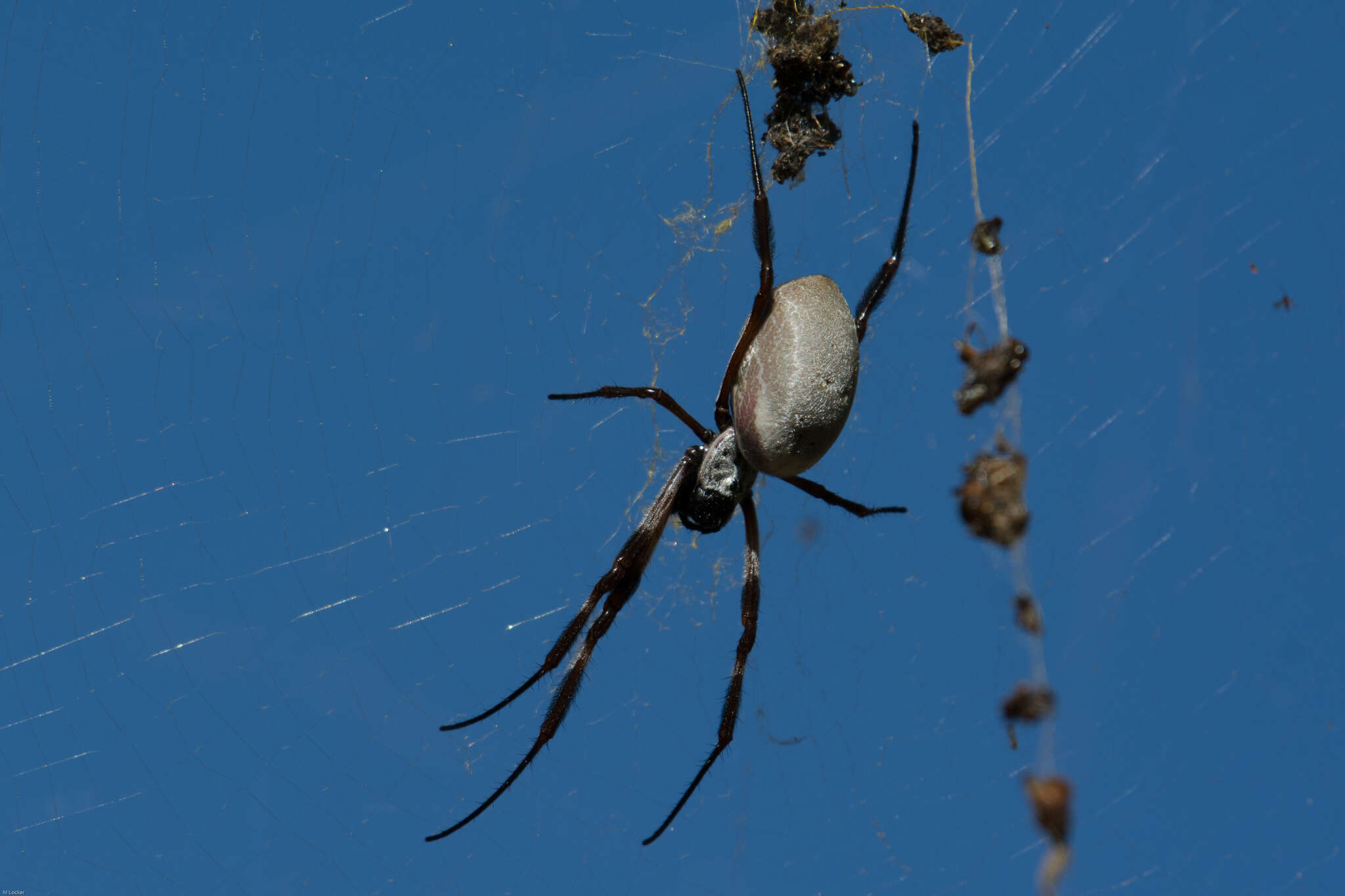 صورة Trichonephila edulis (Labillardière 1799)