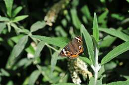 Image of Common buckeye