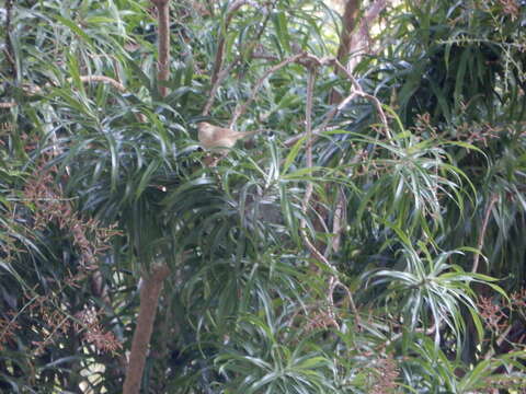 Image of Manchurian Bush Warbler