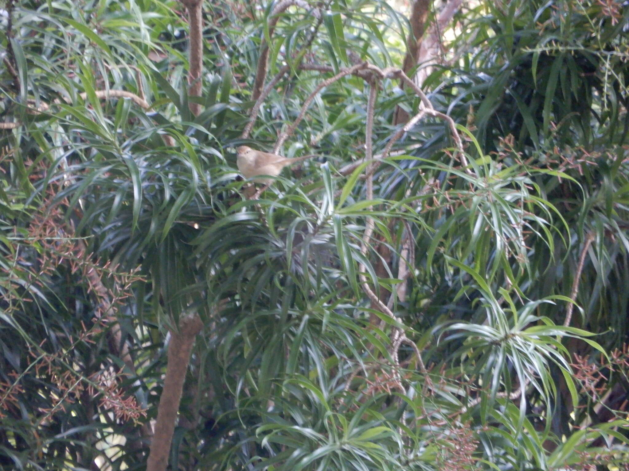 Image of Manchurian Bush Warbler