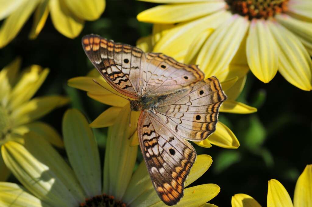 Image of White Peacock