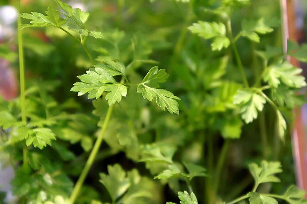 Image of garden chervil