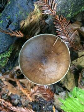 Image of Pluteus cervinus (Schaeff.) P. Kumm.