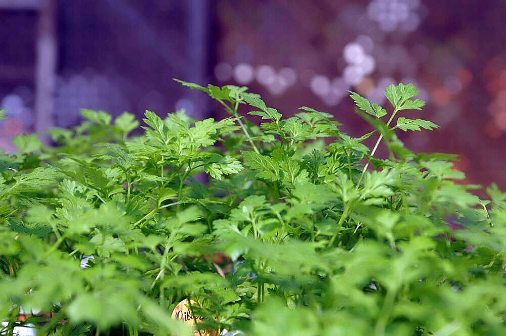 Image of garden chervil