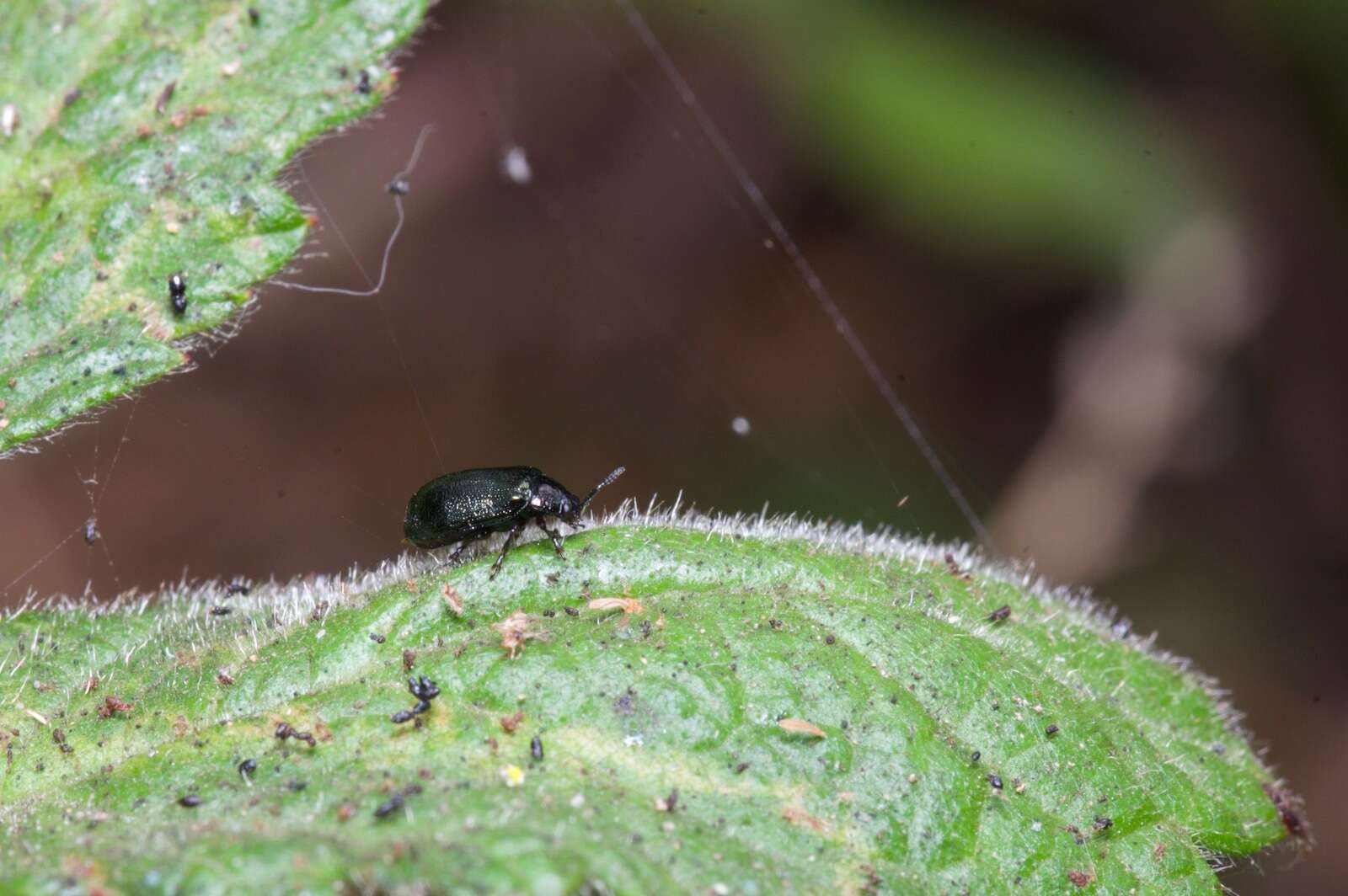 Sivun Plagiodera (Plagiomorpha) californica (Rogers 1856) kuva